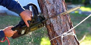 Reliable Burien, WA Tree Services Solutions