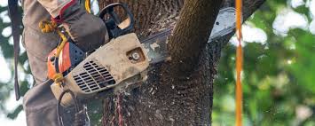 Best Tree Trimming and Pruning  in Burien, WA