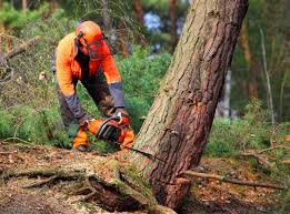 Best Lot and Land Clearing  in Burien, WA