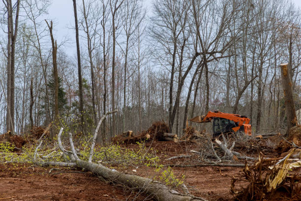 How Our Tree Care Process Works  in  Burien, WA