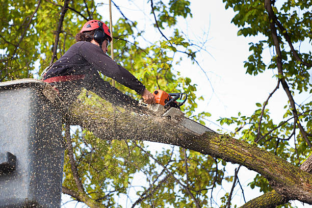 Best Seasonal Cleanup  in Burien, WA