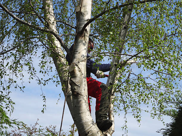 Best Tree and Shrub Care  in Burien, WA